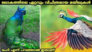 The Most Unusual Peocock In The World/ലോകത്തിലെ ഏറ്റവും ഭംഗി ഉള്ള മയിലുകൾ