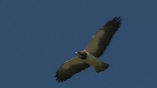 Swainson's Hawk in flight