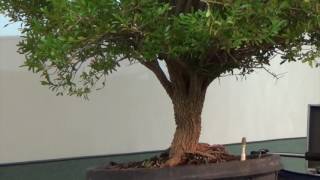 Lindsay Shiba on Harland's boxwood