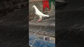 #shortsvideo #female #pigeon #ll #subscribe #like