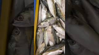 बांगडा मासा Bangda Fish Indian Mackerel Fish ₹500/- for 25 piece