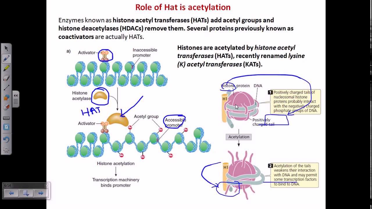 Histone Acetylation Youtube