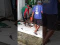 Penimbangan Hasil Tangkapan #nelayanpamayang #fisherman #shortvideos #viralvideo