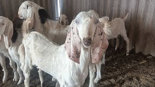 बकरा पालन करना है तो इन तीन बाप बेटों से सीखिए सुबह 11:00 वीडियो आ रहा है | goat farming