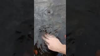 unplugging a drain