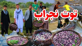 درختان توت/ توت تکانی و توت خوری در ولسوالی نجراب / Nejrab, Emran report