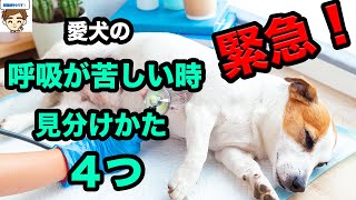 【緊急状態】犬の呼吸が苦しいとき、呼吸困難の見分け方のコツ４選〜獣医が教える〜