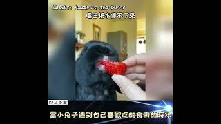 【嘴巴根本停不下來】當小兔子遇到自己喜歡吃的食物的時候