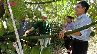 Hội Nông Dân Huyện Khánh Sơn tham quan, lắng nghe cách chăm sóc Musang King hiệu quả tại Sakura Farm