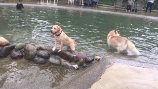 ラブ子犬、初めてのドギーズアイランド【ラブラドールリリー】#34 Labrador Retriever