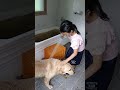 リトルバーシャンプー 리트리버 샴푸 goldenretriever 골든리트리버 ゴールデンレトリバー