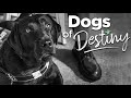 “Freedom Walk” | Dogs of Destiny