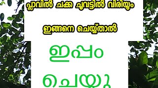 പ്ലാവിൽ. ഇങ്ങനെചെയ്യ്താൽ  ചക്ക താഴെ വിരിയും Mathewparamban