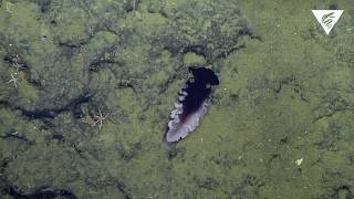 New nudibranch species discovered