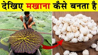 देखिए मखाना कैसे बनता है | Makhana Kaise Banta hai | Makhana Making Process | Makhana ki Kheti