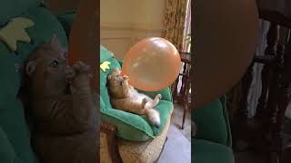 Boom,scared me🤪 #cat #shorts #shortsfeed #funnyshorts #funny #comedyvideo #trending #viral #yt