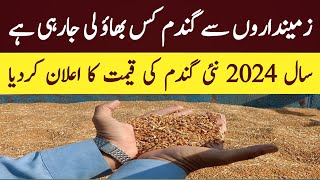 Today wheat rate 2024 punjab pakistan