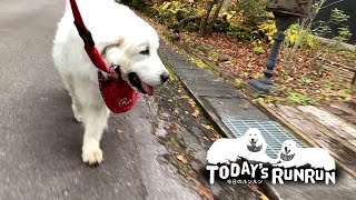 秋も深まり紅葉で色づき始めたルンルン地方です　Great Pyrenees　グレートピレニーズ