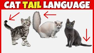Cat Tail Language Explained: 10 Common Postures