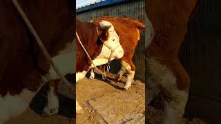 Calfcare owrearing Cowfeeding 143