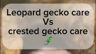 Leopard gecko vs crested gecko care!