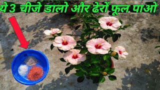 Secret Fertilizer for getting maximum bloom ।। Hibiscus ।।