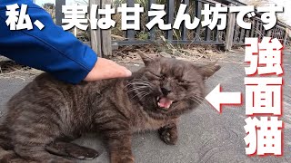 強そうな顔をしているけど実は甘えん坊な猫さん