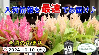 今週の花便り #102【2024.10.10】 セロシア・ダリア・クレマチス♪【入荷情報を最速でお届け!!】