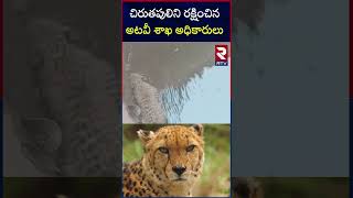 Forest department rescues leopard : చిరుతపులిని రక్షించిన అటవీ శాఖ అధికారులు | #shorts | RTV