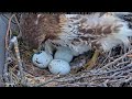 Big Red Reveals Different Patterns On Three Red-tailed Hawk Eggs | April 5, 2023