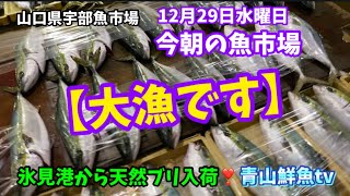 【大漁です】【氷見港から天然ブリ入荷】今朝の魚市場12月29日水曜日の水揚げ状況！