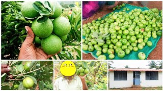 agriculture land for sale  //  அருமையான விவசாய இடம் விற்பனைக்கு சேலம் / Salem