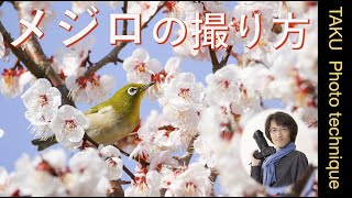 花につつまれるメジロを撮ろう！野鳥初心者にお奨め！