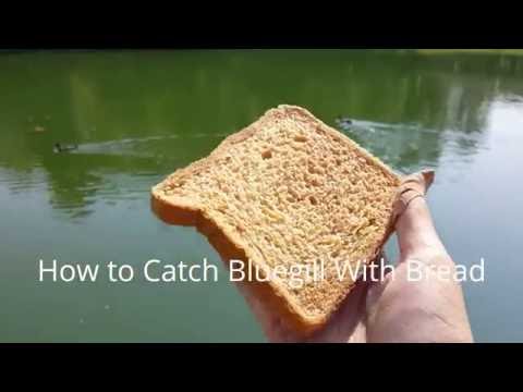 How to Catch Bluegill with Bread How to Catch Bluegill with Bread