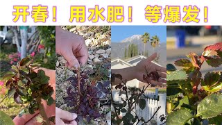 开春啦！月季玫瑰不同状态不同用肥！（园艺篇184）