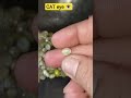 CAT/EYE 👁️ Indian mining stone #viral #mehdigems #gemstone #shortvideo #youtubeshorts