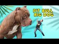 Pit Bull Extreme #lekthebestkennel