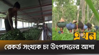 চা উৎপাদনের লক্ষ্যমাত্রা ১ লাখ ২ হাজার মিলিয়ন কেজি | Tea | Production | Moulvibazar | Ekhon TV