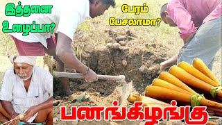 பனங்கிழங்கு சுவையும் சரி உழைப்பு சரி வேற ரகம் | Tirunelveli | tenkasi | Tamilnadu |  Nature360