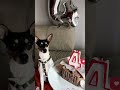 Mi perro cumple 4 años #feliz #birthday #shorts #viralvideo