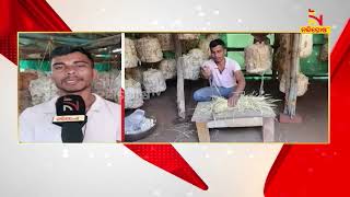 Mulchand Kalar Of Umerkote Earning Good Income Through Mushroom Farming। NandighoshaTV