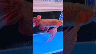 Most unique arowana ever (series 1st) Showstopper | 2023 Award winning arowana #shorts #ytshorts