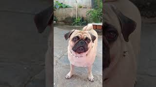 paadu jevethamu#dog🔥 🔥#pug #viralvideo