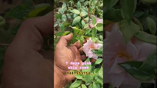 7 days pink ரோஸ் | பிங்க் ஸ்கின் ரோஸ் | MSV GARDEN #nurserygarden #rose #msvgarden