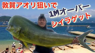 9月3日福井県アオリ1Mシイラ釣り