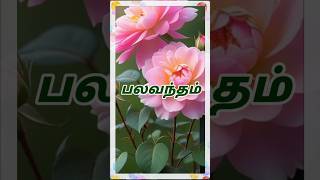 பலவந்தம் | வேத வசனம் | மத்தேயு 27:31-34 | Bible verse