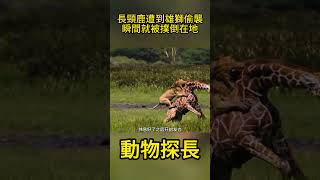 長頸鹿遭到雄獅偷襲，瞬間就被撲倒在地#動物世界 #獅子 #長頸鹿