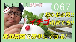 イチゴを鉢、プランターで育てる方法！【家庭菜園】簡単にいちご栽培できる!?　大きな実をとるコツと病気の予防解説　ｂｙ園芸チャンネル　067