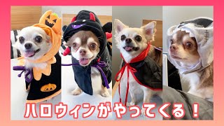 【犬服】ハロウィンの仮装するチワワが可愛いwww #shorts #dog #Chihuahua #Halloween【mero\u0026milk】