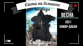 Охота на большого медведя с подхода. Охота в Сибири, Хамар-Дабан